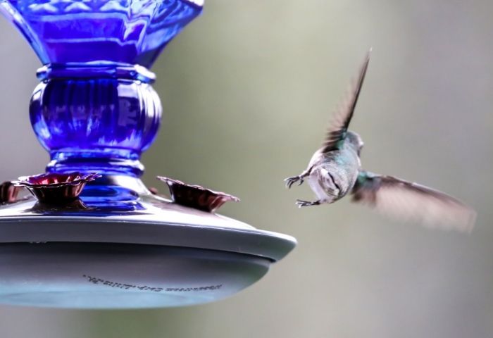 A Bird Feeder Will Bring You Joy