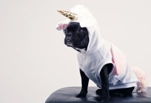 Do animals get embarrassed?