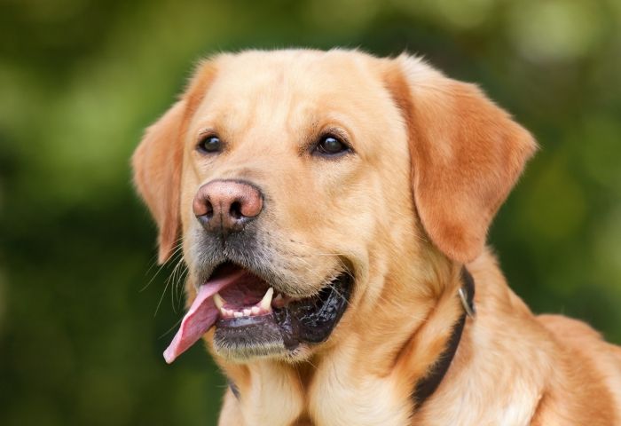 What President Bush's dog Sully did next