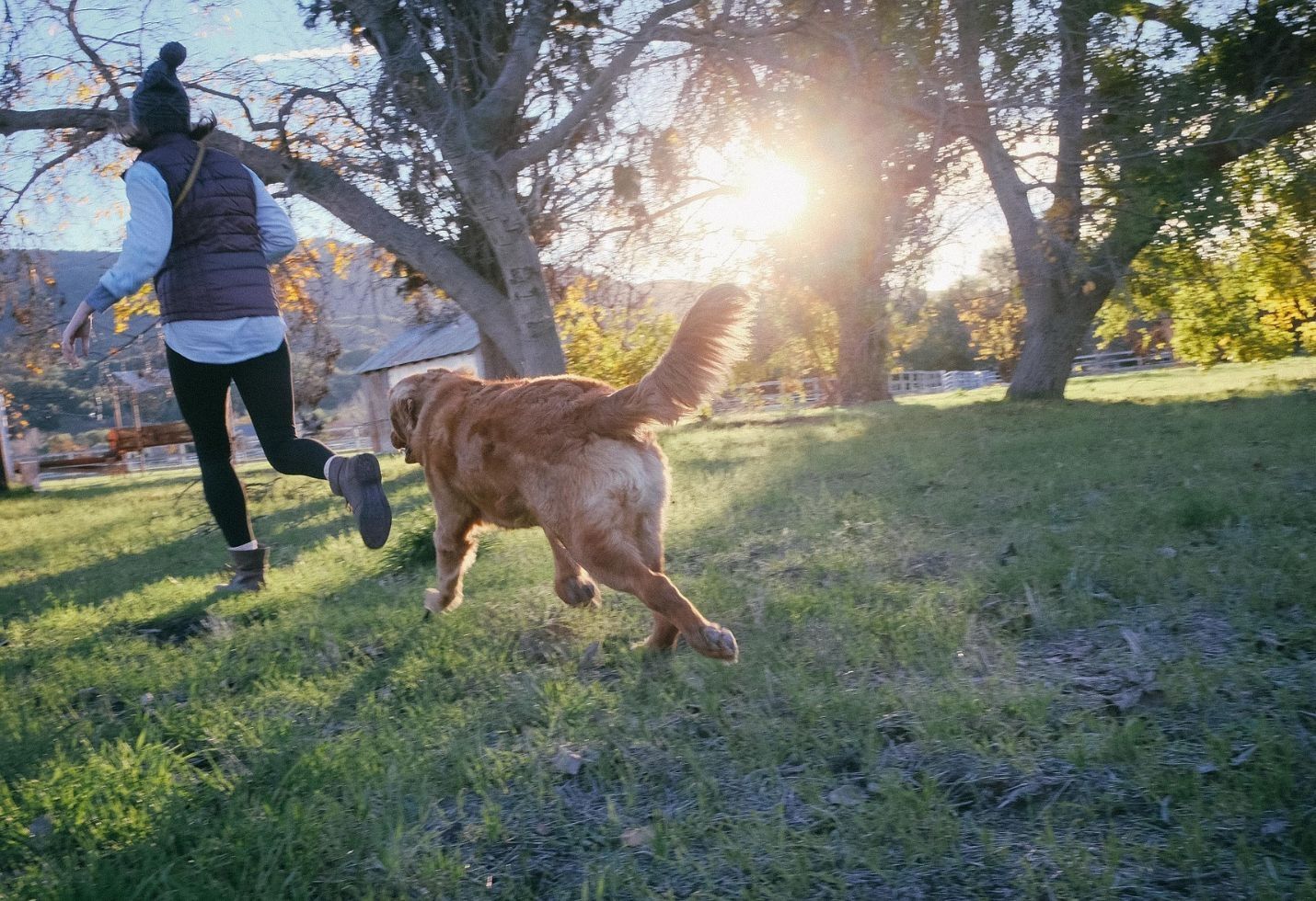 Cool Alternative Dog-Related Careers Animal Lovers Should Consider