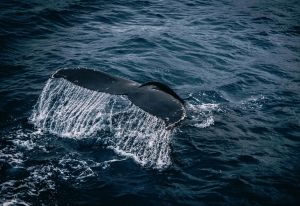 First Measurements of a Blue Whale&rsquo;s Heart Rate Are a Glimpse Into the Biology of Extremes